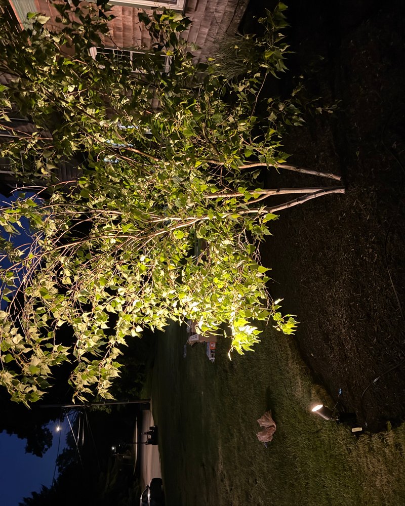 Close-up of birch tree uplighting at night showing branch and leaf detail