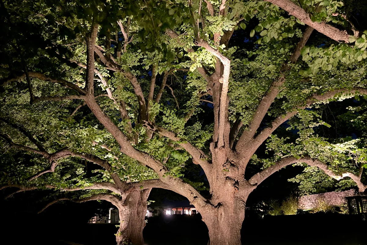 Tree uplighting at night