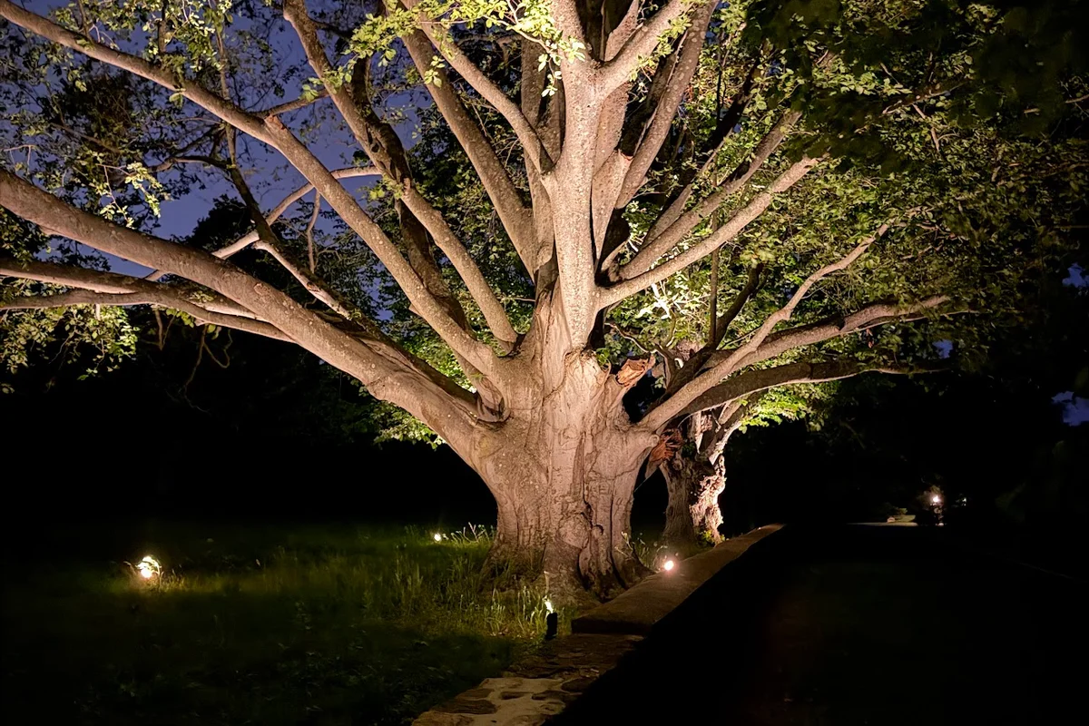 Large tree landscape lighting