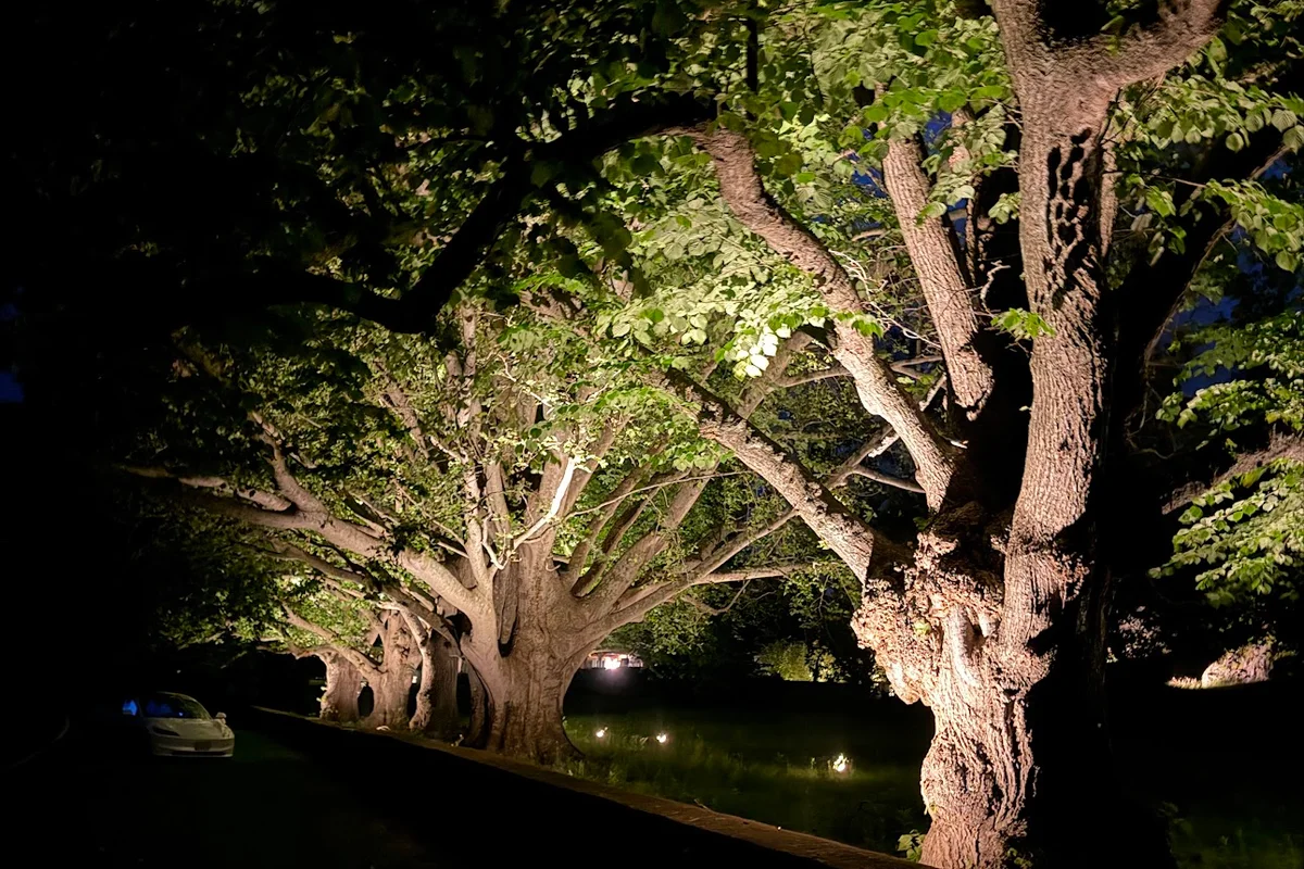 Row of uplighted trees
